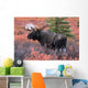 Moose