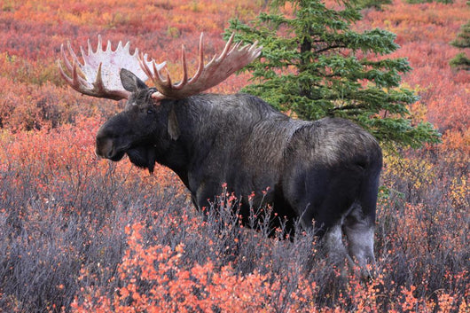 Moose