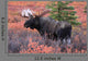 Moose