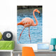 Grater Flamingo Galapagos