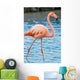 Grater Flamingo Galapagos