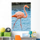 Grater Flamingo Galapagos