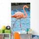 Grater Flamingo Galapagos