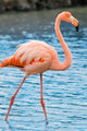 Grater Flamingo Galapagos