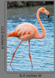 Grater Flamingo Galapagos