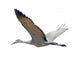 Sandhill Crane