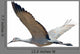 Sandhill Crane