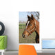 Brown Horse Head Wall Mural