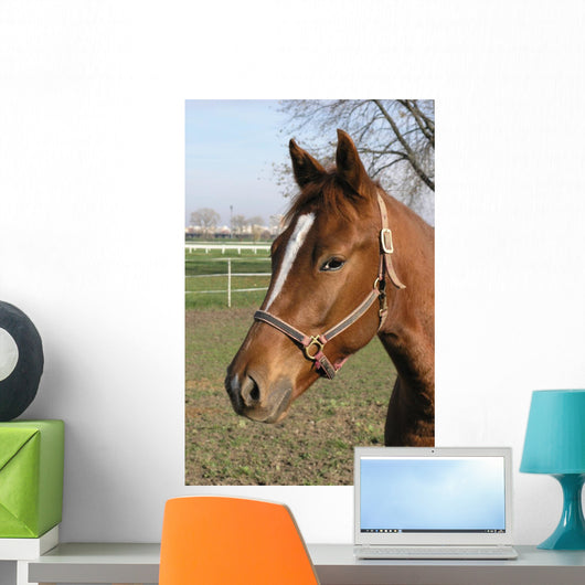 Brown Horse Head Wall Mural