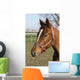 Brown Horse Head Wall Mural