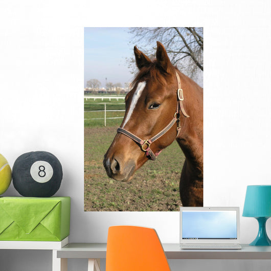 Brown Horse Head Wall Mural