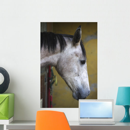 Horse Profile