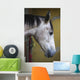 Horse Profile