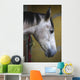 Horse Profile