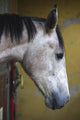 Horse Profile