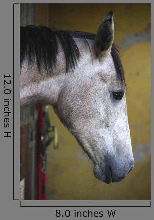 Horse Profile