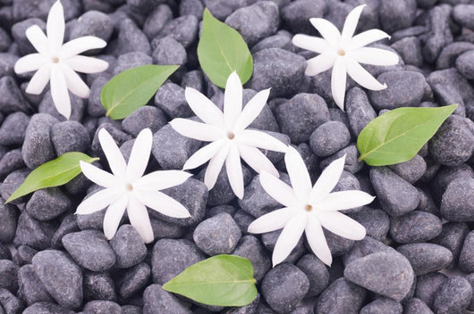 White Jasmine Flowers and Leaves over Zen Stones Background Wall Mural