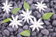 White Jasmine Flowers and Leaves over Zen Stones Background Wall Mural