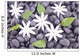 White Jasmine Flowers and Leaves over Zen Stones Background Wall Mural