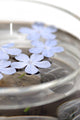 Zen Flower