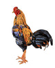 A Cock,native Species of Thailand,has Beautiful Color. Wall Decal