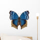 Butterfly Species Salamis Temora Wall Decal