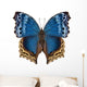 Butterfly Species Salamis Temora Wall Decal