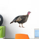Female Turkey
