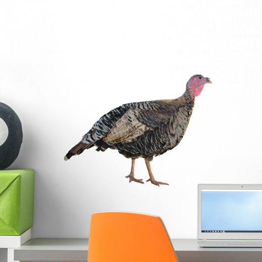 Female Turkey