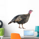 Female Turkey