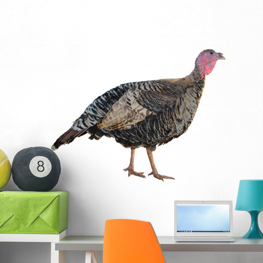 Female Turkey