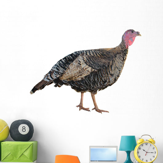 Female Turkey