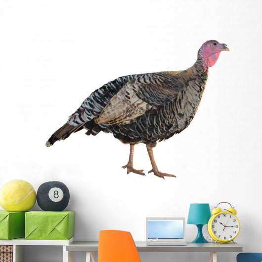 Female Turkey