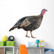 Female Turkey