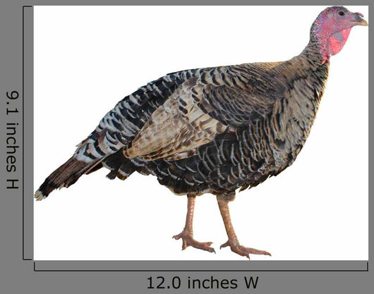 Female Turkey