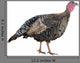 Female Turkey