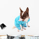 Chihuahua Wall Decal