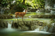 Deer Waterfall