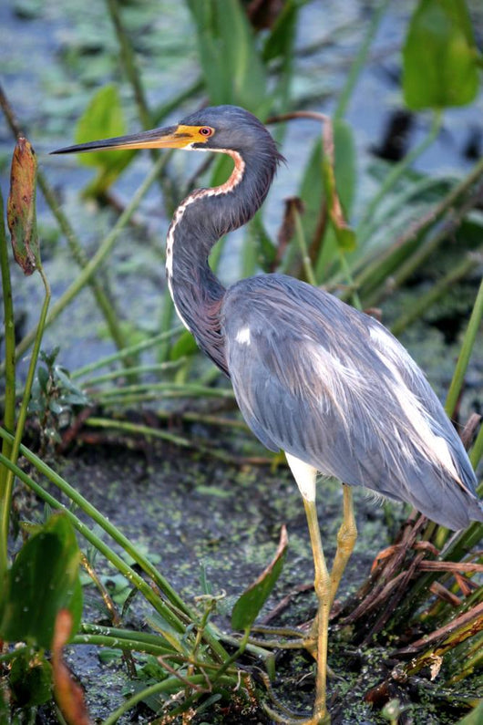 Blue Heron Wall Mural