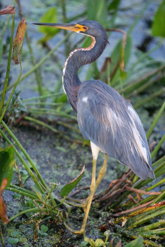 Blue Heron Wall Mural