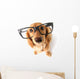 Funny Dachshund. Wall Decal