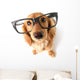 Funny Dachshund. Wall Decal