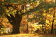 Majestic Old Tree Wall Mural