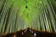 Bamboo Forest Kyoto Japan