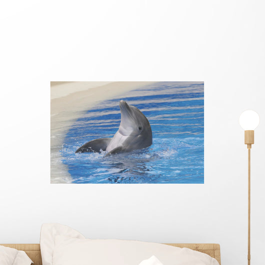 Dolphin Playing Wall Mural