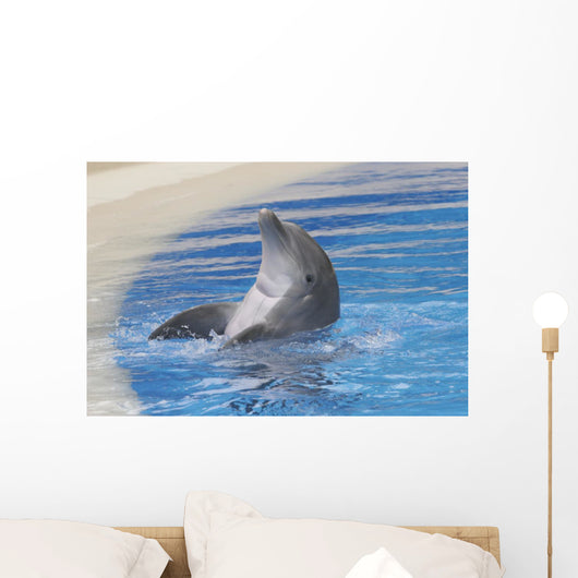 Dolphin Playing Wall Mural