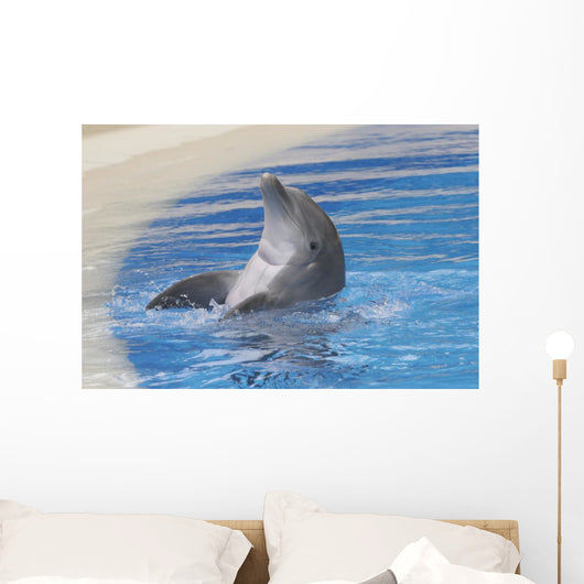 Dolphin Playing Wall Mural