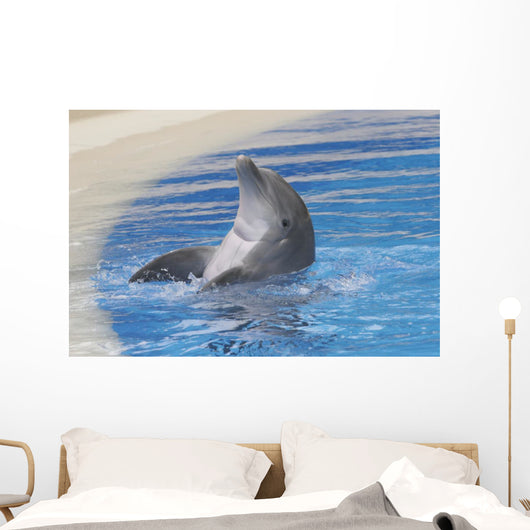 Dolphin Playing Wall Mural