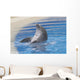 Dolphin Playing Wall Mural