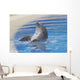 Dolphin Playing Wall Mural